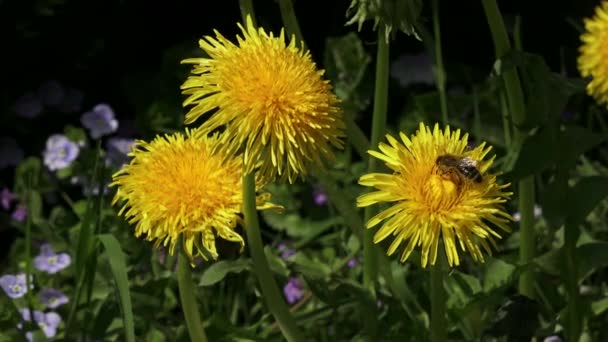 Пчелиные Желтые Одуванчики Пчела Собирает Нектар Пчела Желтый Цветок — стоковое видео