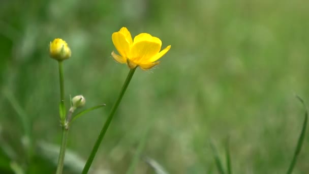 Κίτρινο Λουλούδι Buttercup Ranunculus Polyanthemos Αέρας Αγριολούλουδου — Αρχείο Βίντεο