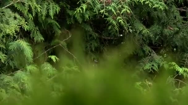 Branche Thuja Thuja Vert Oscille Dans Vent Végétation Feuilles Persistantes — Video