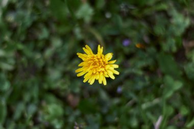 Bir sarı karahindiba. Doğal yeşil arkaplan.
