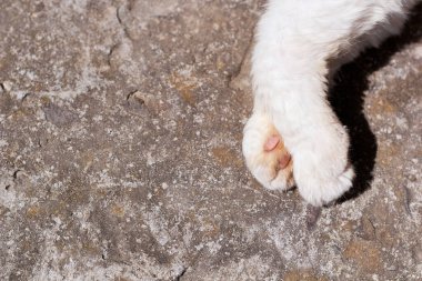 İki beyaz patili kedi. Güzel pençeler..