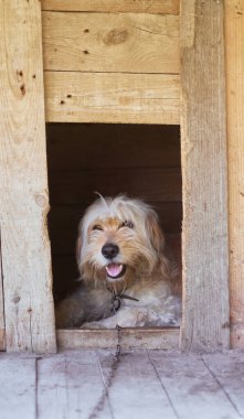 Kulübedeki köpek. Köpek kulübeden dışarı bakıyor. Zincire vurulmuş köpek.