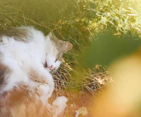 Yalanlarda ve çimenlerde okşamalarda. Kedi uyuyor.. 