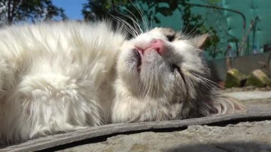 Uyuyan it kedi. Evsiz kedi sokakta uyur. Melez Kedi..