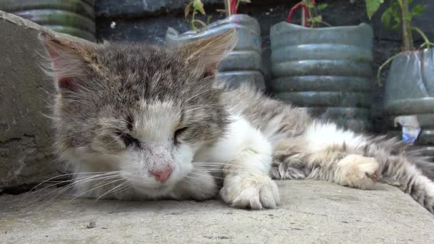 Mutters Katzenschlaf Obdachlose Katze Schläft Auf Straße Mischlingskatze — Stockvideo