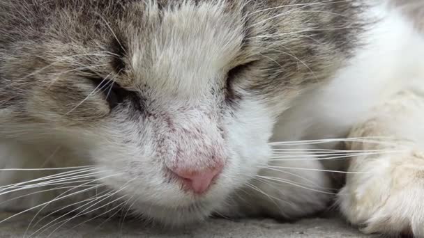 Μικτογενής Ύπνος Άστεγη Γάτα Κοιμάται Στο Δρόμο Γάτα Μπάσταρδου — Αρχείο Βίντεο