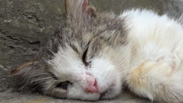 Kundle Śpią Bezdomny Kot Śpi Ulicy Kundlu — Wideo stockowe