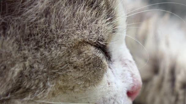眠っている猫の目 猫の目は閉じました — ストック動画