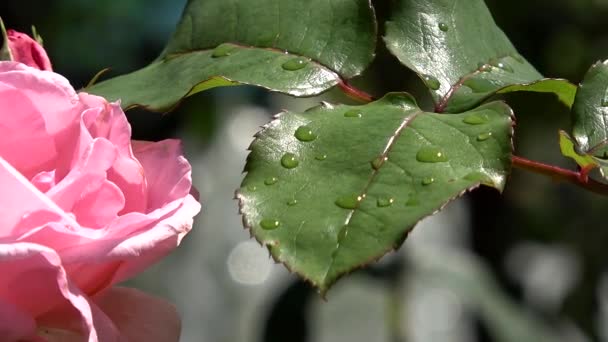 Daun Bunga Mawar Dan Tetes — Stok Video