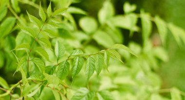 Yeşil yapraklı amelopsis grossedentata.