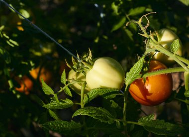 Yeşil ve kırmızı domatesler. Domateslerin organik yetiştirilmesi. Olgunlaşmamış domates.