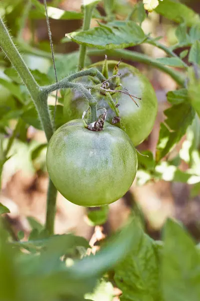 Unripe green tomatoes. Organic cultivation of domestic tomatoes. Tomato.