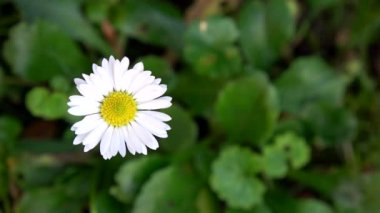 Küçük bir papatya. Yeşil arkaplan.