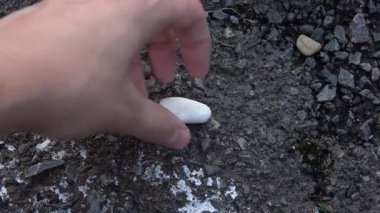 Elinde beyaz çakıl taşı var. Palmiye üzerinde küçük beyaz çakıl taşı.