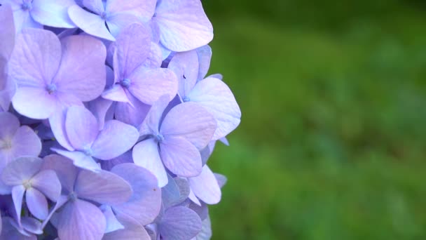 Hydrangea Macrophylla Vackra Blommor Nära Håll — Stockvideo