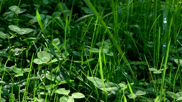 Grass Clover Background Grassy Green Field Background Close — Stock Video