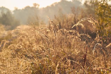 Altın Saat Sükuneti: Gün doğumunda Çiyden Öpülmüş Vahşi Çimenler