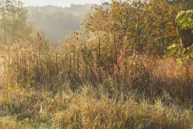 Doğanın huzur dolu bir uyanışı. Sabahın yumuşak ışığı çiğ taneleri ve ağaçları nazikçe aydınlatıyor. Şafağın doğuşunu simgeleyen ruhani bir parıltı yayıyor.
