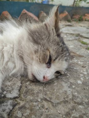 Huzurlu Kedi Uykusu: Dokulu Asfaltın Üzerinde Dinlenen Huzurlu Bir Kedi