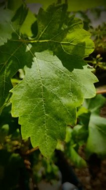 Üzüm yaprağına yakın çekim