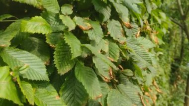 Boynuz kirişinin yaprakları - Carpinus betulus