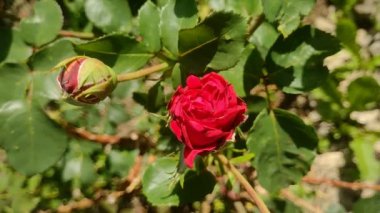 Rüzgarda sallanan gül