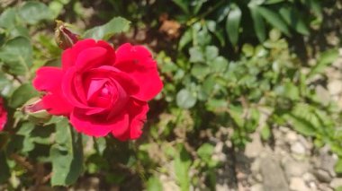 Rüzgarda sallanan gül