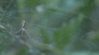 Uzun bacaklı ev örümceğinin yakın plan görüntüsü, Holoknemus cinsi, bacaklarını hareket ettiriyor ve ağını örüyor.