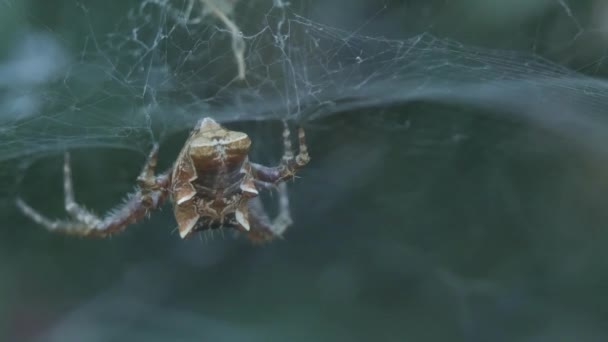 Κοντινό Πλάνο Μιας Αράχνης Σκηνής Της Cyrtophora Citricola Στον Ιστό — Αρχείο Βίντεο