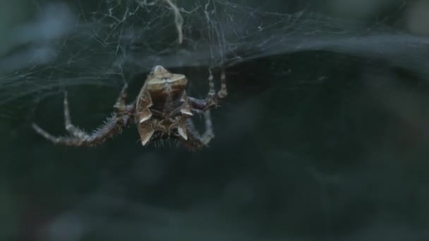 Κοντινό Πλάνο Μιας Αράχνης Σκηνής Της Cyrtophora Citricola Στον Ιστό — Αρχείο Βίντεο