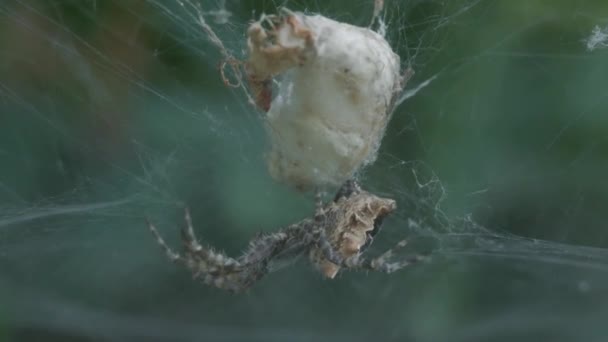 Κοντινό Πλάνο Μιας Αράχνης Σκηνής Της Cyrtophora Citricola Που Προστατεύει — Αρχείο Βίντεο