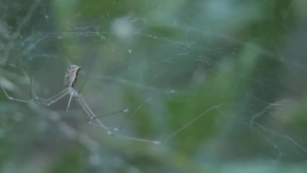 Κοντινό Πλάνο Της Αράχνης Genus Holocnemus Που Κουνάει Πόδια Της — Αρχείο Βίντεο