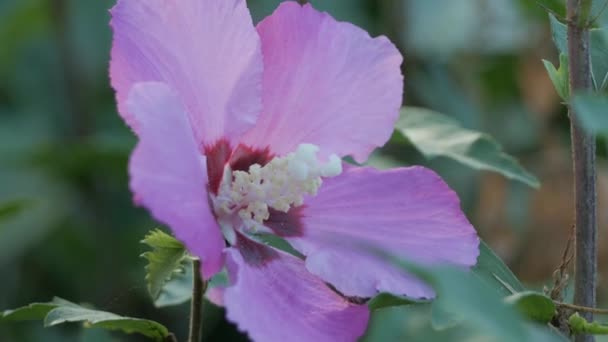 분홍색 히비스커스 개미들 꽃가루를 모으는 자연의 식물학적 여름날 — 비디오