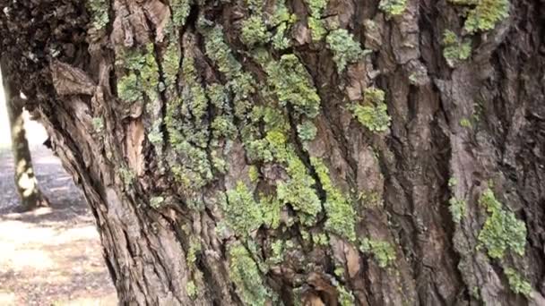 Φλοιός Δένδρου Βρύα Κοντινό Πλάνο Κατά Διάρκεια Μιας Καλοκαιρινής Ημέρας — Αρχείο Βίντεο