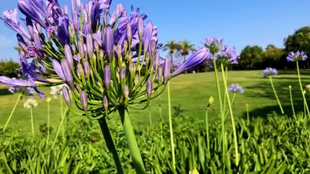 Mor Agapanthus Africanus Çiçeklerinin Parktaki Yakın Çekimi Bitkiler Arasındaki Kamera — Stok video