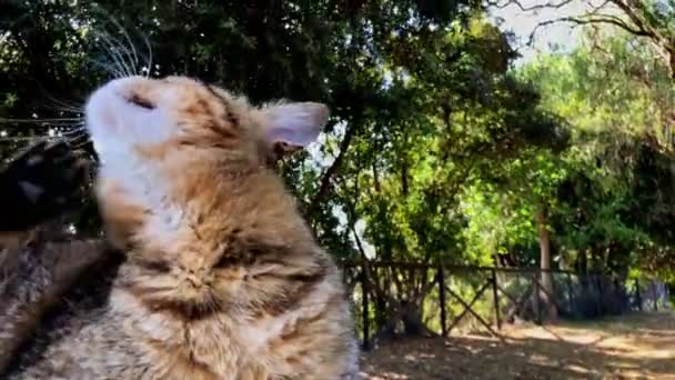Gato Tabby Está Descansando Jardim Arranhando Muito Perto — Vídeo de Stock