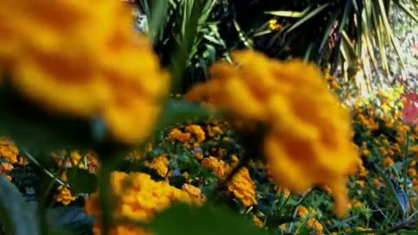 Primer Plano Tiro Flores Lantana Amarilla Sartén Flores — Vídeo de stock