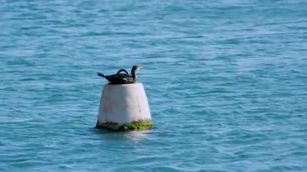 Karabatak Deniz Kuşu Bir Yaz Günü Denizde Bir Şamandıranın Üzerinde — Stok video
