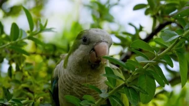 Plan Très Rapproché Perroquet Vert Sur Une Branche Arbre Mangeant — Video