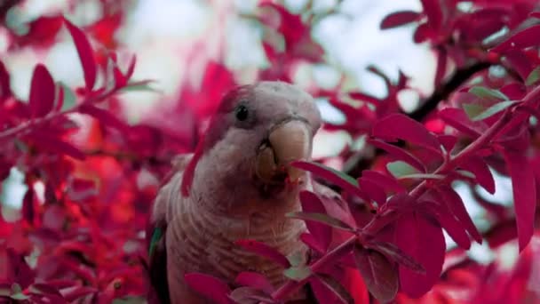 앵무새의 클로즈업 하늘과 적외선 스타일로 다채로운 열매를 지점에 — 비디오
