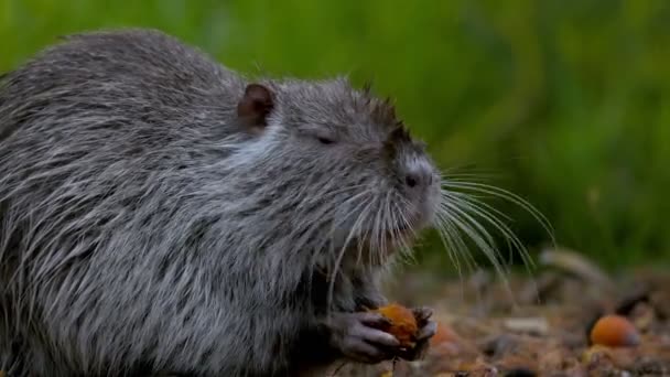 Close Profile Shot Coypu Rodent Eat Some Fruit Park — Stok Video