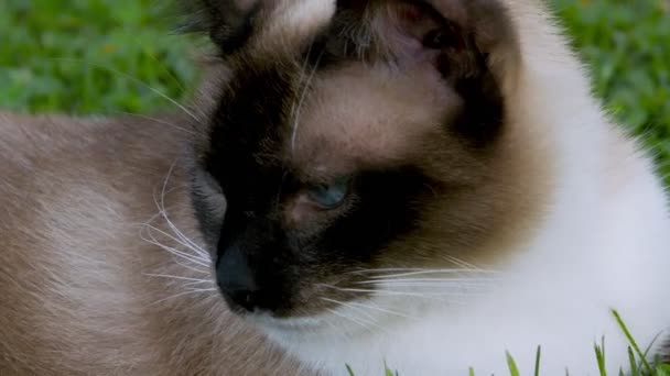 Primer Plano Disparo Siamés Gato Con Ojos Azules Prado Vista — Vídeos de Stock