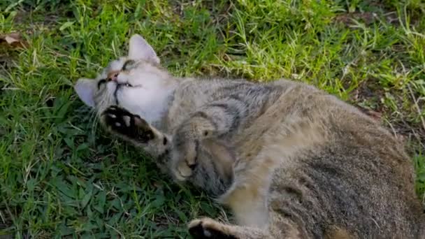 Gato Juega Césped Verde Rodando Alrededor Mientras Descansa Sol — Vídeos de Stock