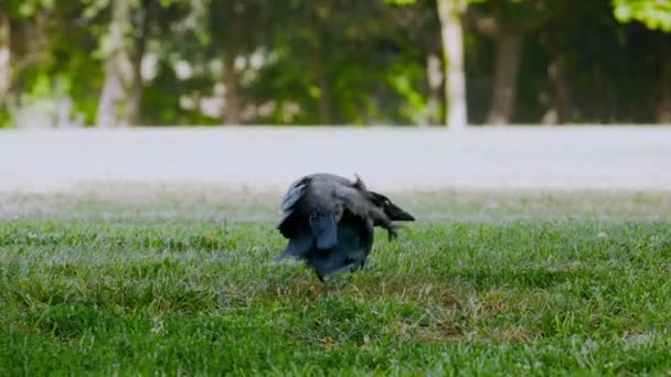 Szary Kruk Spaceruje Zielonej Trawie Parku Miejskiego — Wideo stockowe