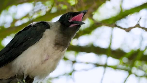 Seekor Burung Gagak Hutan Berkokok Arah Kamera — Stok Video