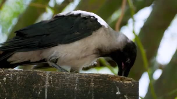 Corbeau Dans Une Forêt Griffes Vers Caméra — Video