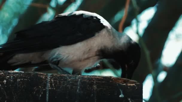 Horreur Corbeau Effrayant Dans Une Forêt Croise Vers Caméra — Video