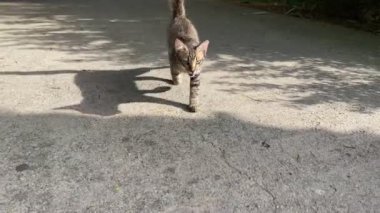 Kedi kamera çerçevesine bir avluda ya da sokakta yaklaşır.