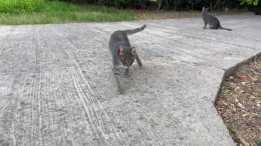 Kedi kamera çerçevesine bir avluda ya da sokakta yaklaşır.