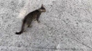 Kamera görüntüsü bir kediyi avluda ya da sokakta yürürken takip ediyor.